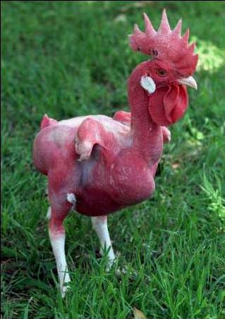 Featherless chicken.