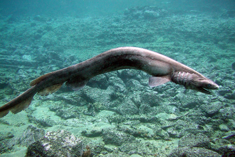 Frilled shark with gills.