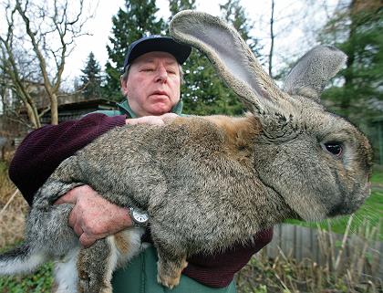 Large  Breeds on Extremes  The Grey German Giant Rabbit    Creepy Animals