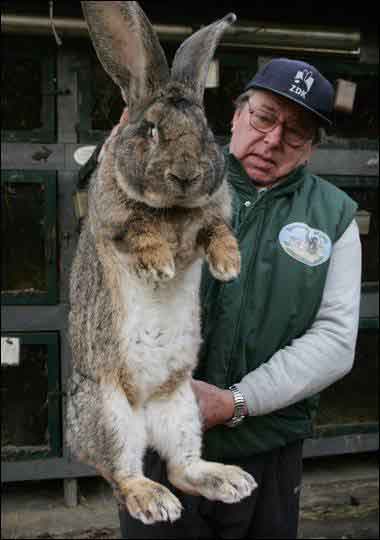 Giant German Rabbit breeder.