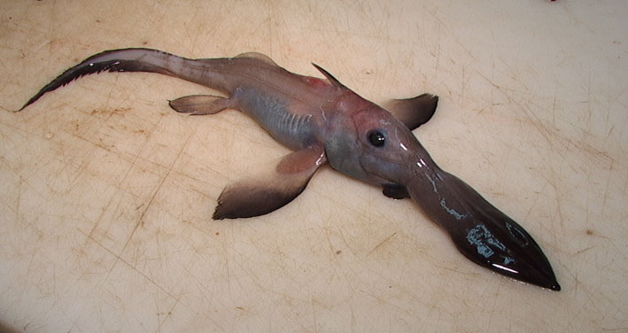 Chimaera with long nose.