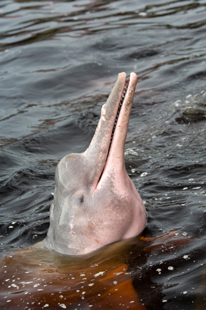 Amazon river pink dolphin.