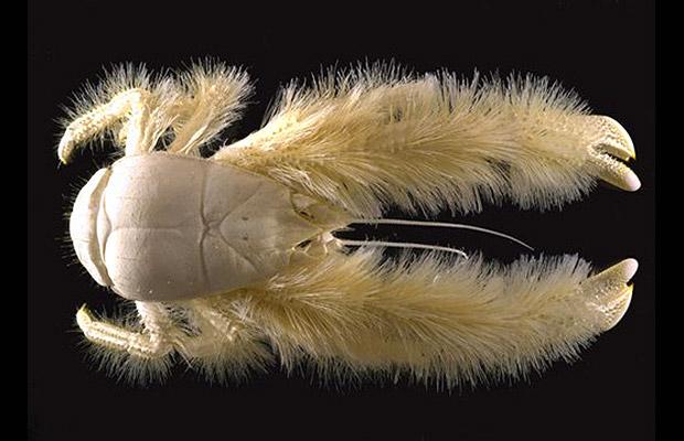 Yeti crab arms.