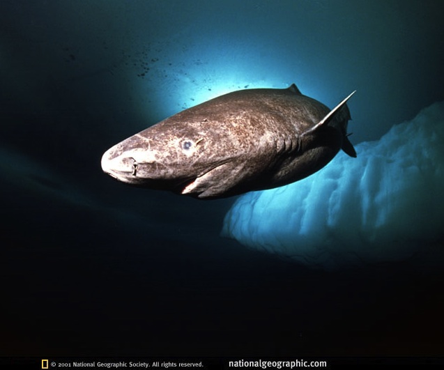 Greenland shark swimming.