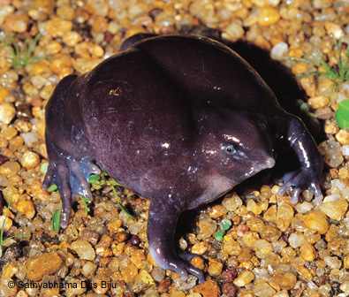 Purple frog on ground.
