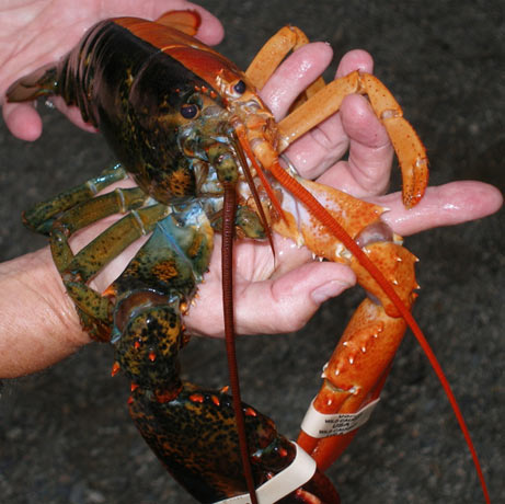 Lobster with two colors.