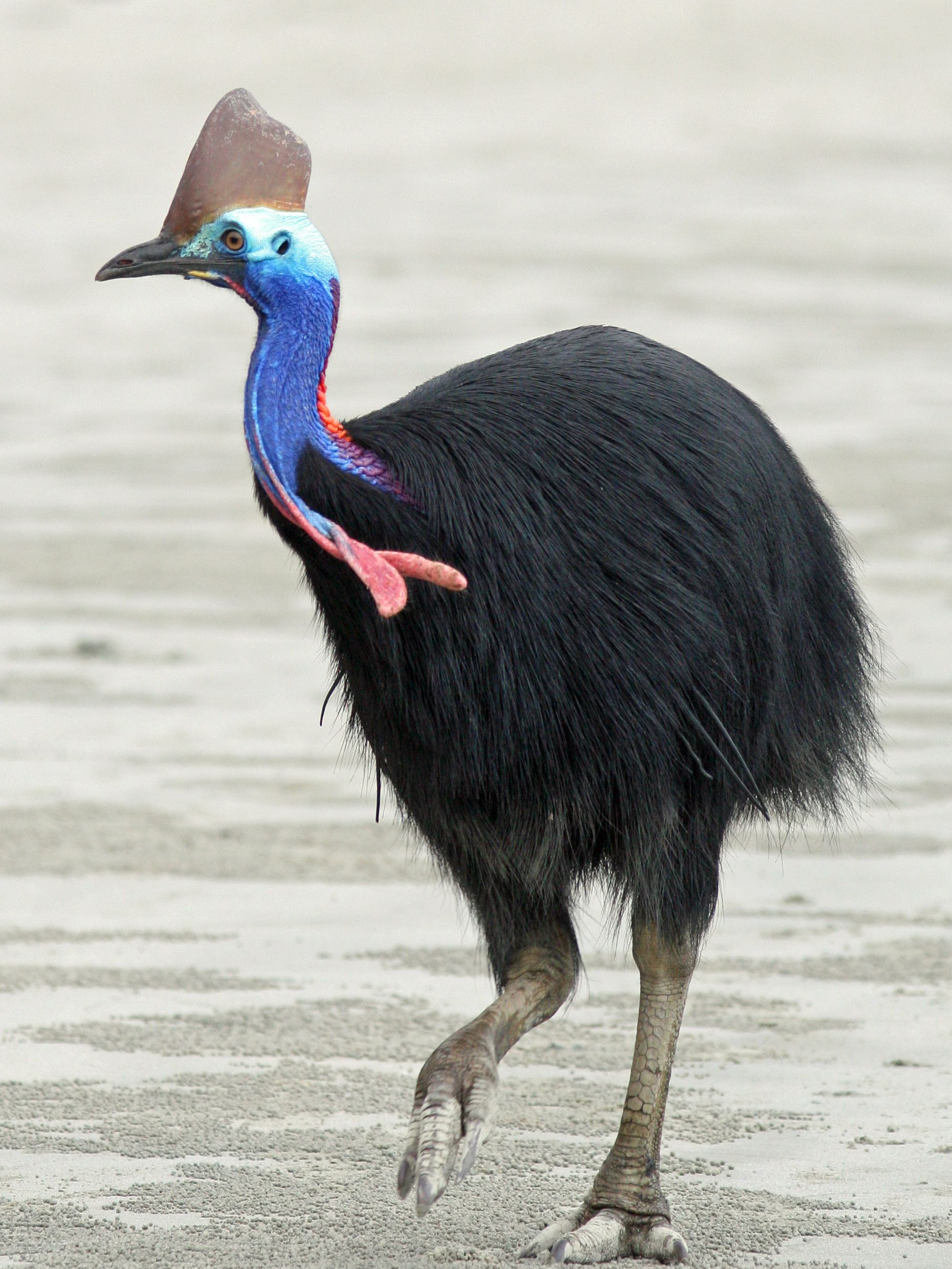 Bird Creepy Animals Bird Creepy Animals