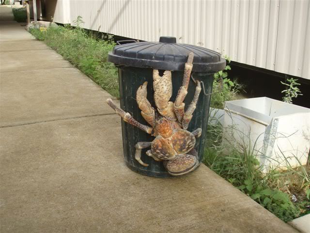 coconut-crab