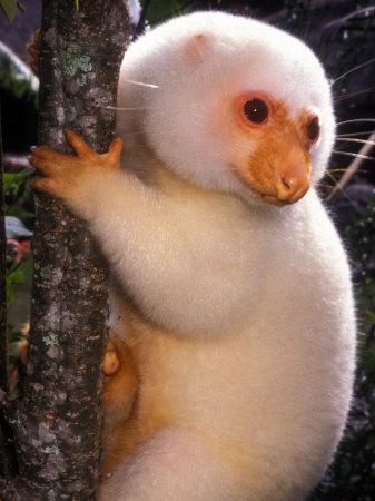 Picture of Cuscus , Cuscus pictures free, Cuscus photos and pictures, Black Cuscus pictures, Cuscus pictures to print