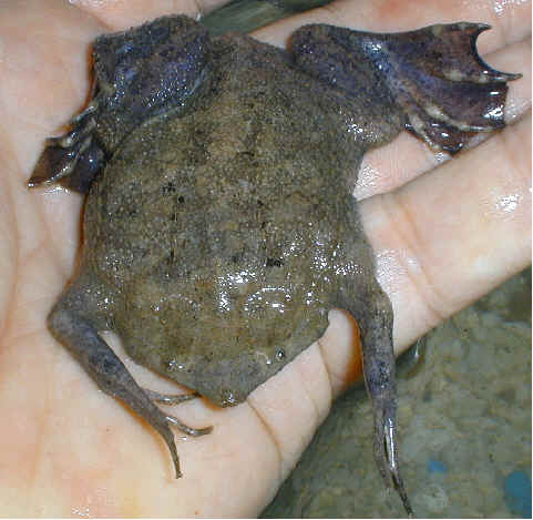Surinam toad in captivity.