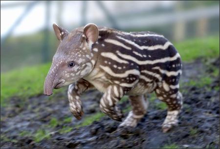 marsupial tapir