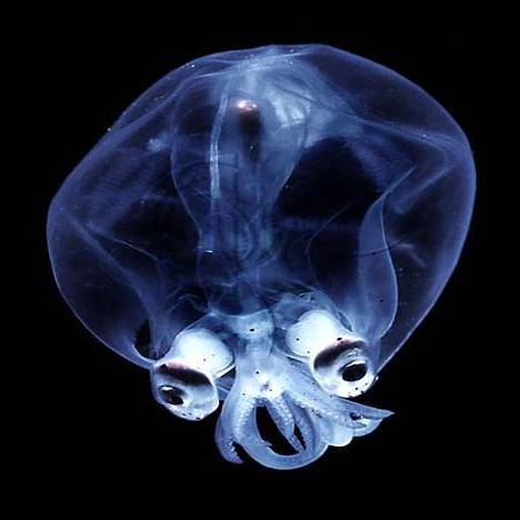Transparent Glass Squid.