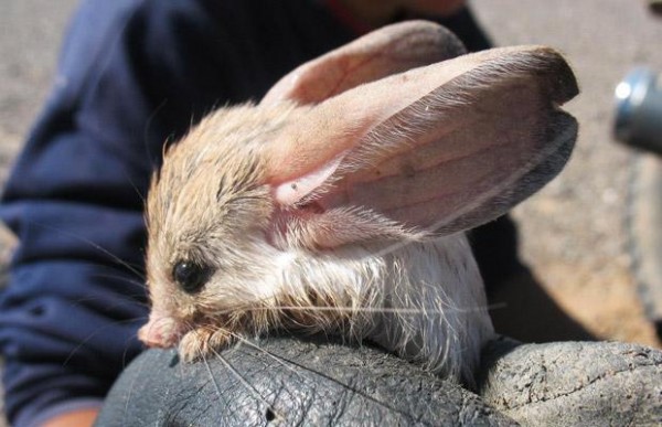 Jerboa with large ears.