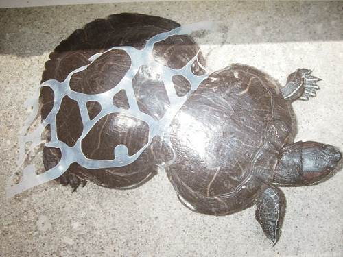 Turtle Deformed Plastic