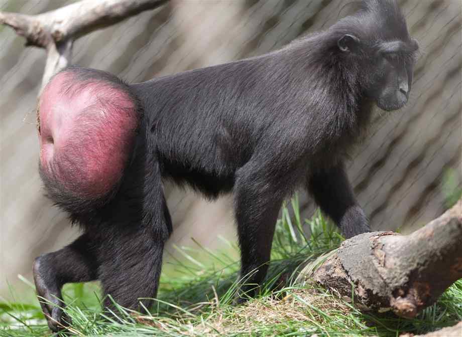 Celebes Crested Macaque monkey bottom.