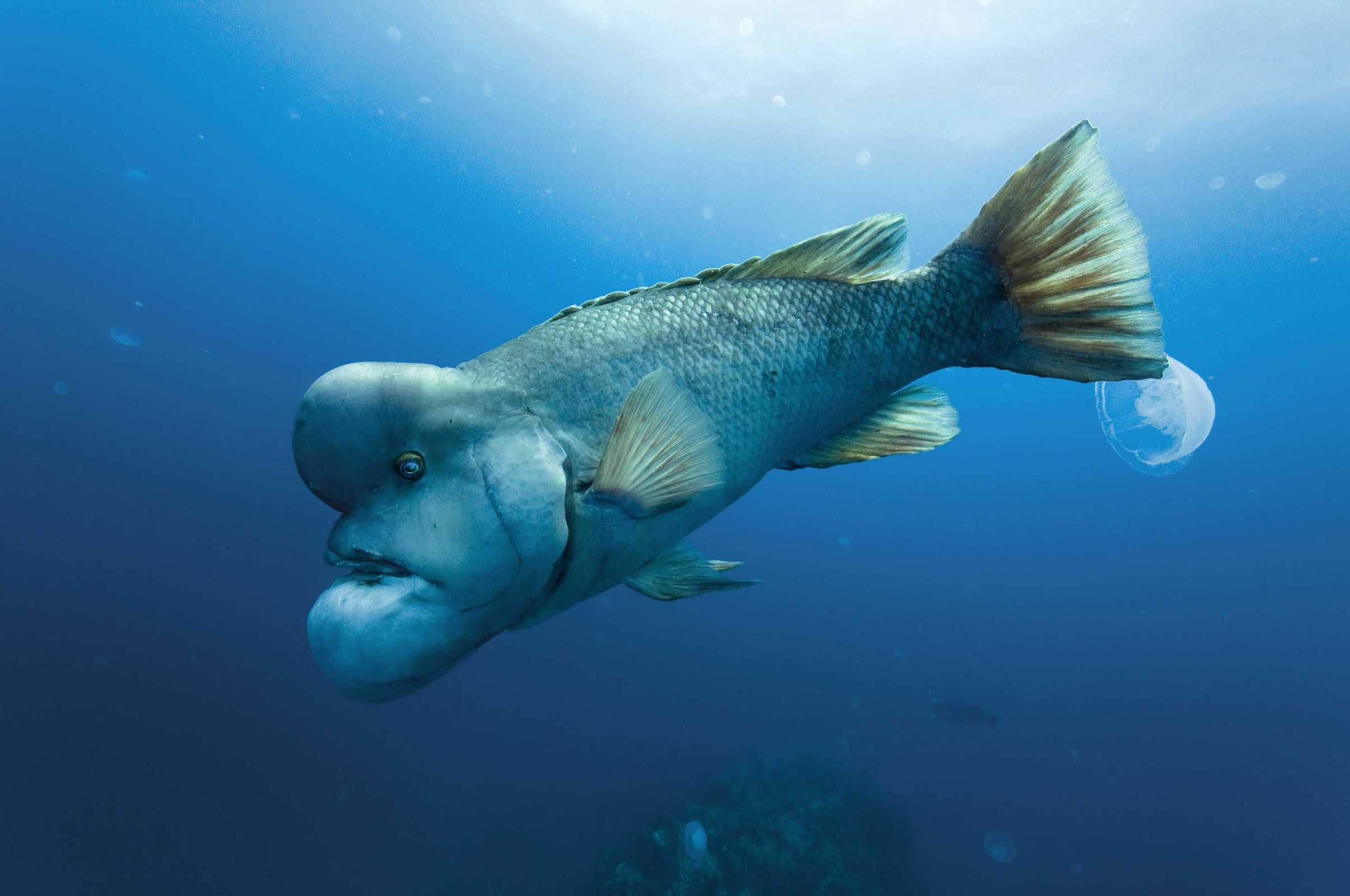 pacific sheepshead fish