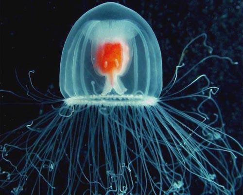 Immortal jellyfish.