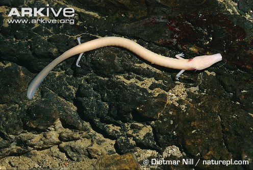 Olm swimming in a cave.