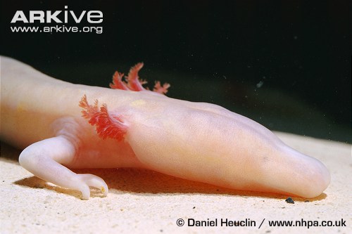 Olm with elongated head.