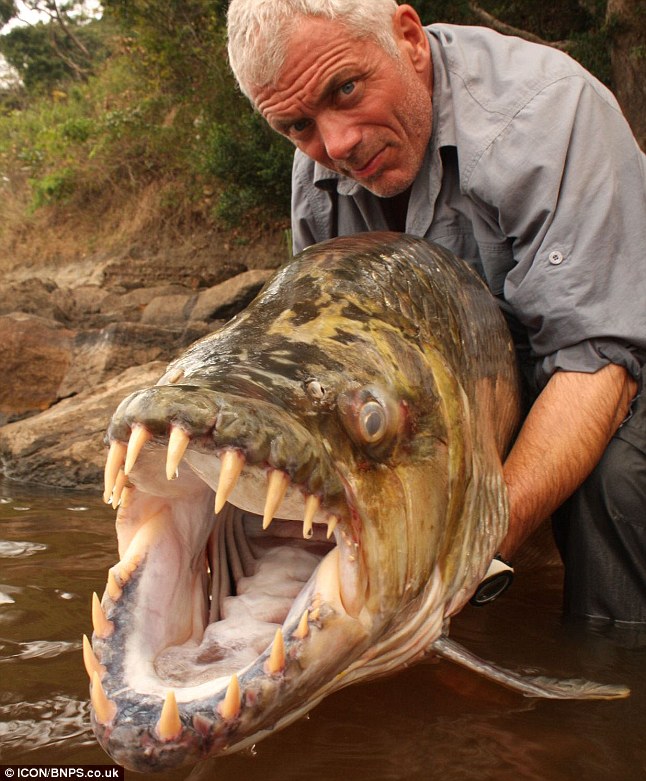 Caribbean Reef Shark v Goliath Tigerfish