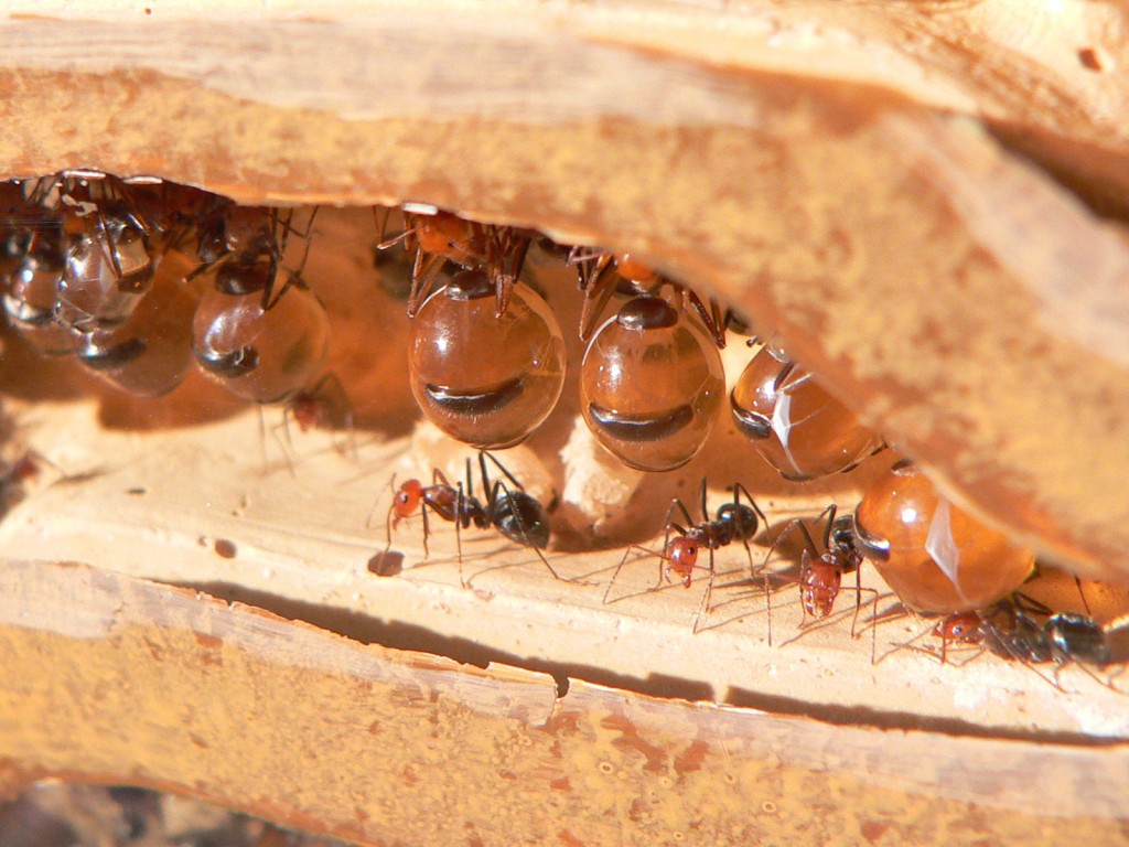Honeypot Ant in underground colony.