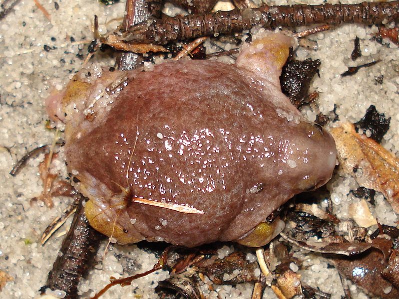 Myobatrachus gouldii in Australia.