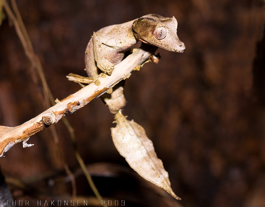Satanic Leaf-tailed Gecko on branch.