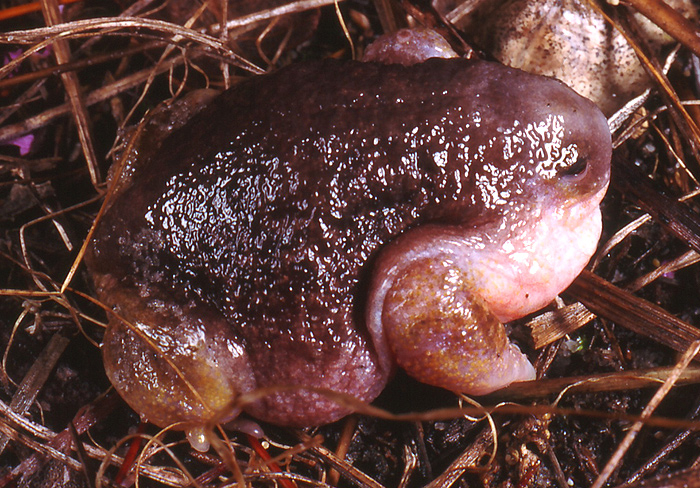 Turtlr Frog male body.
