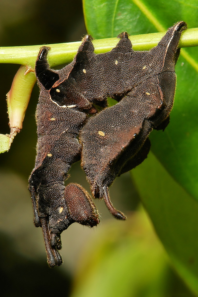 Lobster moth caterpillar hanging off leaf