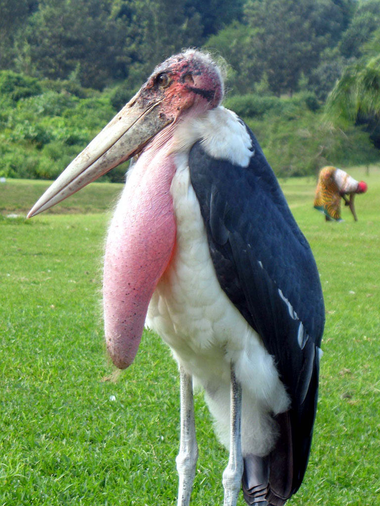 Marabou Stork with large pouch