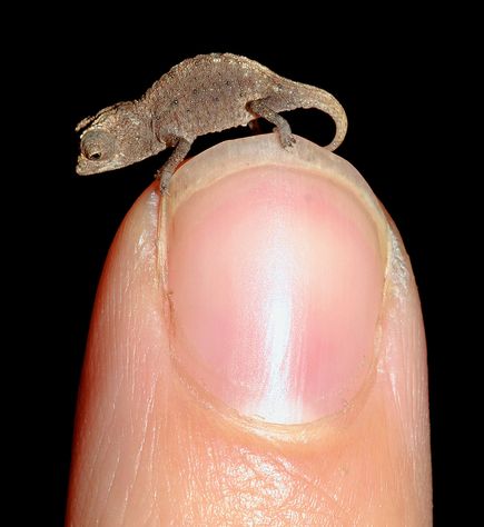 Smallest chameleon in the world on a thumb