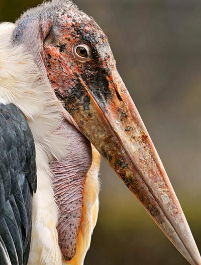 Marabou Stork head