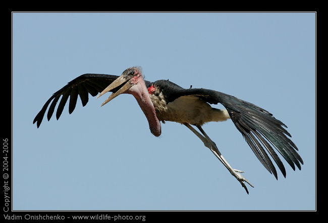 Marabou Stork flying in the sky with wide wingspan