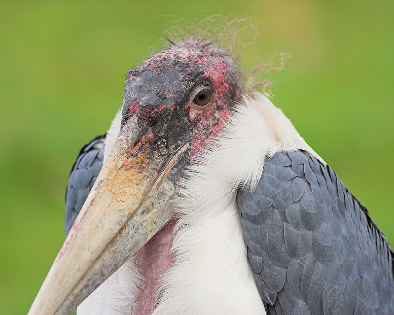 Marabou Stork with hairlike feathers on head